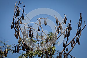 Numerous Huge Bats Hanging from Tree