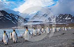 Numerous king penguins walk the beach at St. Andrews Bay, South Georgia.CR2