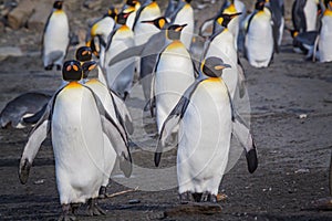 Numerous king penguins walk towards the camera on the beach of Andrews Bay in south Georgia