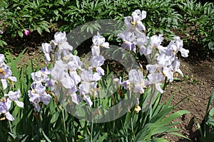 Numerous pale violet flowers of irises