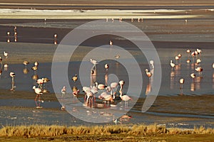 Numerous Pink Flamingos at Laguna Colorada or Red Lagoon, Bolivian Altiplano, Potosi Department of Bolivia