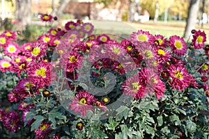 Numerous pink and yellow flowers of Chrysanthemums in November