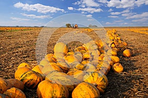 Numerous pumpkins lined up in a field