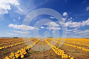 Numerous pumpkins lined up in a field under picturesque cloudy sky