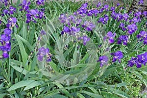 Numerous purple flowers of common bearded irises