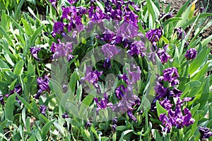 Numerous purple flowers of dwarf irises in April