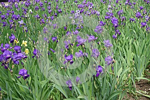 Numerous purple, yellow and white flowers of Iris germanica in May