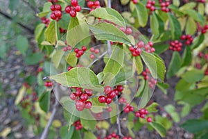 Numerous red berries in the leafage of Lonicera maackii
