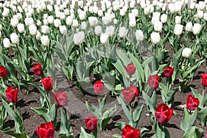 Numerous red and white flowers of tulips in April
