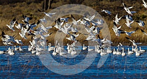 Numerous snow geese migrate to Bosque del Apache in New Mexico