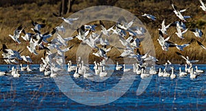 Numerous snow geese migrate to Bosque del Apache in New Mexico photo