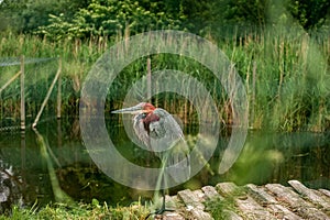 Numerous and variable bird with gray plumage and a pink head near the water. Ciconiiformes in the Park photo