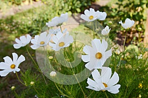 Numerous white cosmos blooms, Dwarf Sensation