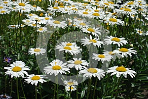 Numerous white flowers of Leucanthemum vulgare