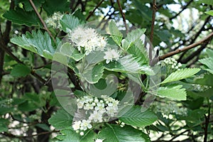 Numerous white flowers of Sorbus aria in May photo