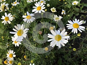 Numerous white sunflowers or camomille are seen in a lush green field like background