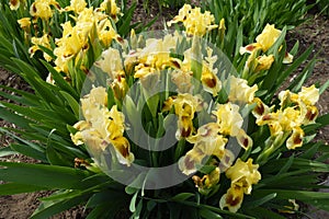 Numerous yellow and brown flowers of bearded iris