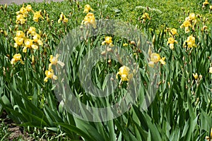 Numerous yellow flowers of bearded irises