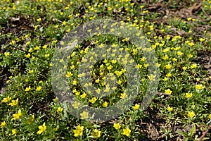 Numerous yellow flowers of ceratocephala testiculata in March