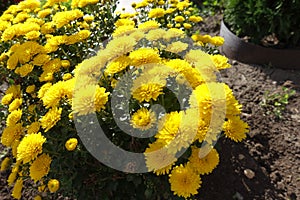 Numerous yellow flowers of Chrysanthemums in October