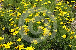 Numerous yellow flowers of Coreopsis verticillata in June