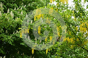 Numerous yellow racemes of Laburnum anagyroides