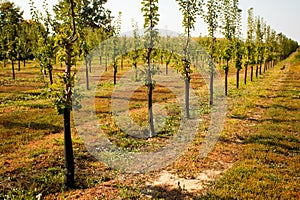 Numerous young apple trees at the farm