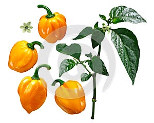 Numex Suave orange chile C chinense elements, paths