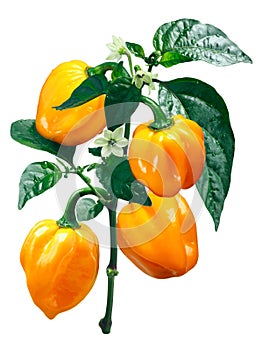 Numex Suave Orange Habanero chile, paths