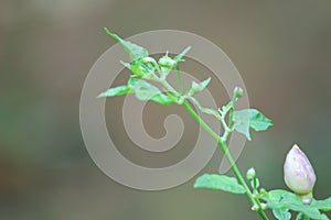 NuMex Twilight chile plant with fruit and buds photo