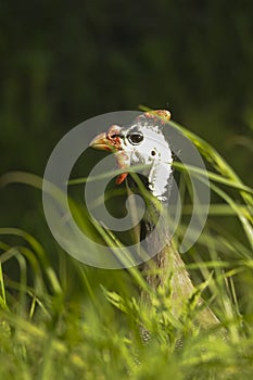 Numida meleagris - The guinea fowl, is a species of galliform bird of the Numididae family.