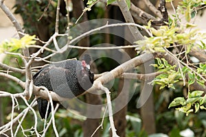 Numida meleagris (Helmeted guinea-fowl)