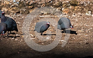 Numididae helmeted guinea fowl walking on the ground