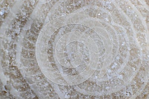 Numulite fossil, close-up macro photo.