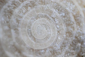 Numulite fossil, close-up macro photo.