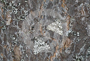 Nun moths, Lymantria monacha resting on pine bark, this moth can be a pest on forests