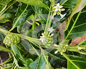 Nuna fruit flowers green plant