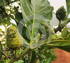 Nuna fruit leave green plant
