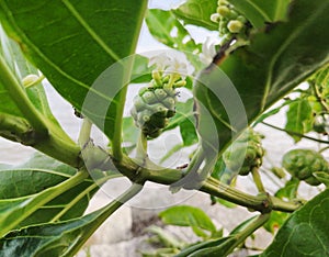 Nuna Green fruit leaves