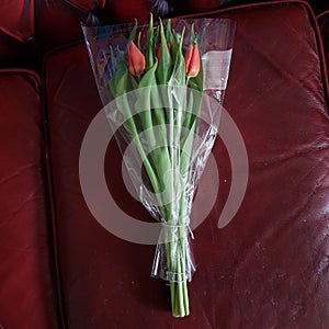 A bunch of Tulips in the wrapper photo