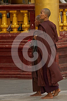 Nuns of Shwedagon Pagoda, Yangon, Mynamar