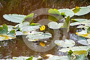 Nuphar blooming in the river.