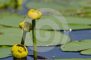 Nuphar lutea