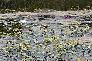 Nuphar lutea