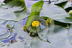 Nuphar lutea