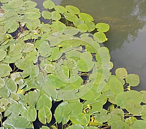 Nuphar Lutea Leaves