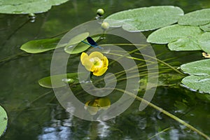 Nuphar lutea. Yellow flower on the surface of the water. Aquatic Plants