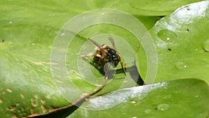 Nuphar Lutea or yellow water lilies with wasp landing and drinking water droplets