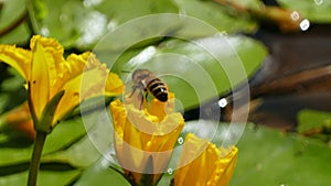 Nuphar Lutea or yellow water lilies with wasp landing and splashing water droplets