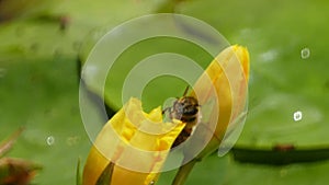 Nuphar Lutea or yellow water lilies with wasp landing and splashing water droplets